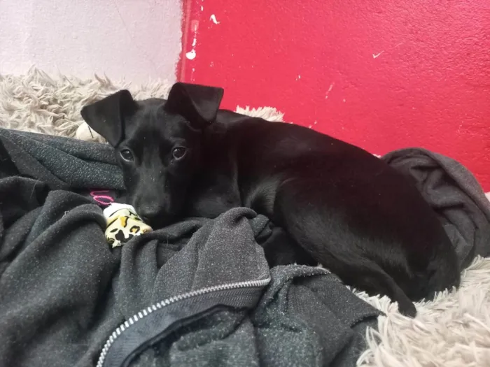 Cachorro ra a SRD-ViraLata idade 2 a 6 meses nome Cacau