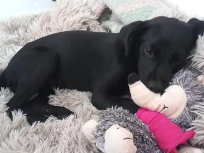 Cachorro raça SRD-ViraLata idade 2 a 6 meses nome Cacau