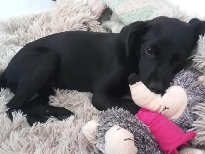 Cachorro ra a SRD-ViraLata idade 2 a 6 meses nome Cacau