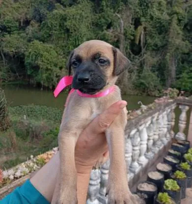 Cachorro raça SRD-ViraLata idade Abaixo de 2 meses nome sem nome