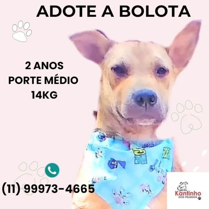 Cachorro ra a SRD-ViraLata idade 2 anos nome Bolota