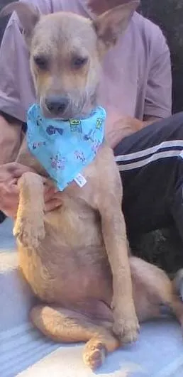 Cachorro ra a SRD-ViraLata idade 2 anos nome Bolota