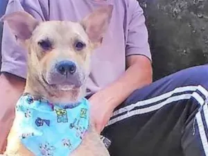 Cachorro raça SRD-ViraLata idade 2 anos nome Bolota