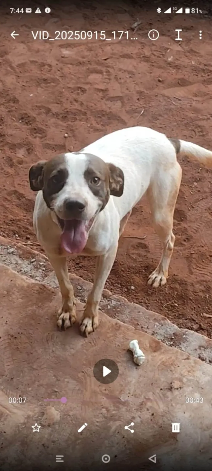 Cachorro ra a SRD-ViraLata idade 2 anos nome MAX