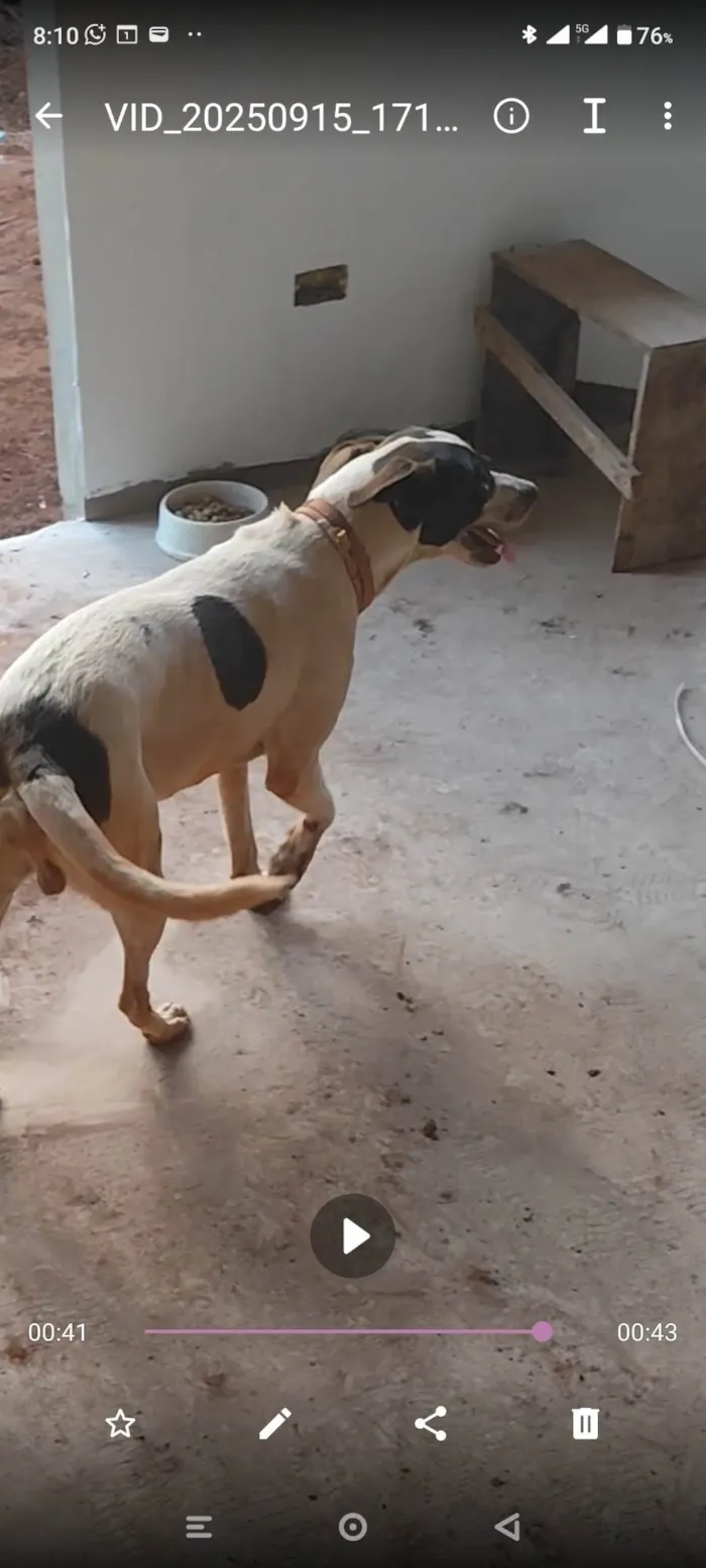 Cachorro ra a SRD-ViraLata idade 2 anos nome MAX