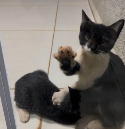 Gato raça SRD-ViraLata idade 2 a 6 meses nome Sem nome 