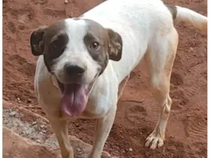 Cachorro raça SRD-ViraLata idade 2 anos nome MAX