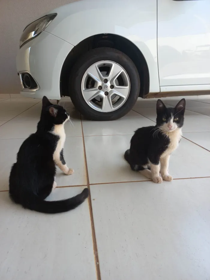 Gato ra a SRD-ViraLata idade 2 a 6 meses nome Sem nome 