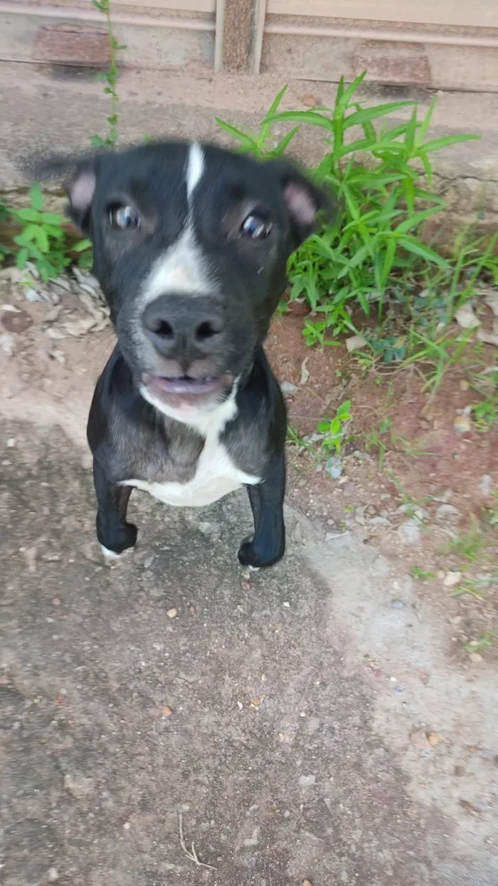 Cachorro ra a Pit-Bull idade 2 anos nome Thor