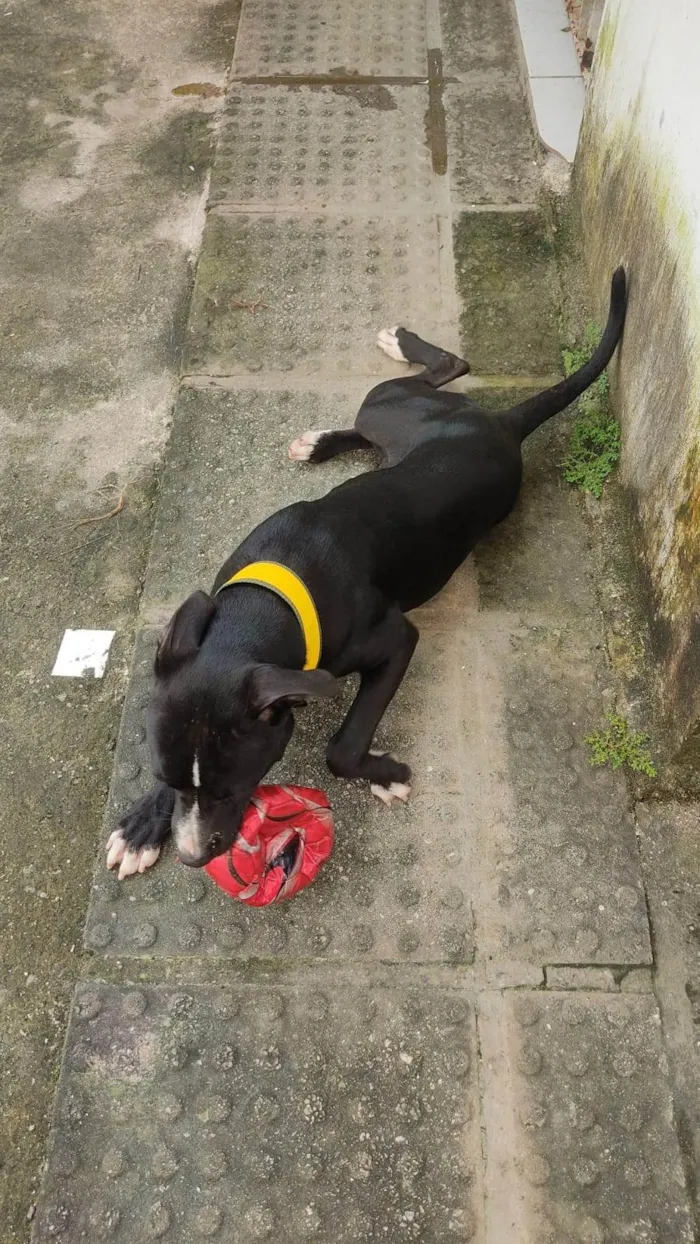 Cachorro ra a Pit-Bull idade 2 anos nome Thor