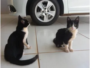 Gato raça SRD-ViraLata idade 2 a 6 meses nome Sem nome 