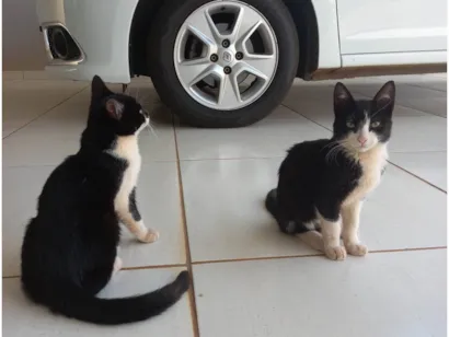 Gato raça SRD-ViraLata idade 2 a 6 meses nome Sem nome 