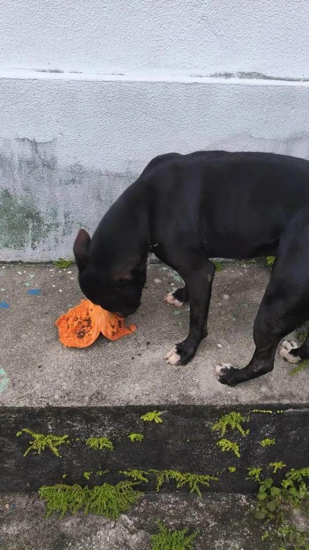 Cachorro ra a Pit-Bull idade 2 anos nome Thor