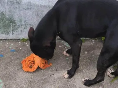 Cachorro raça Pit-Bull idade 2 anos nome Thor
