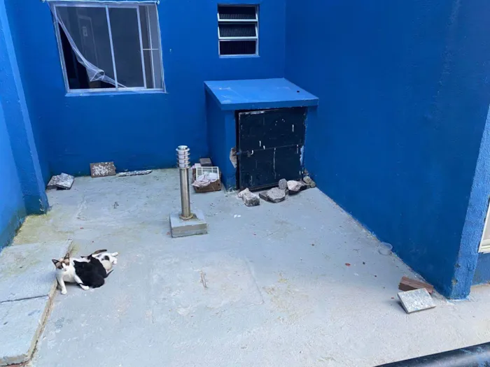 Gato ra a SRD-ViraLata idade Abaixo de 2 meses nome Jarciely Fernandes