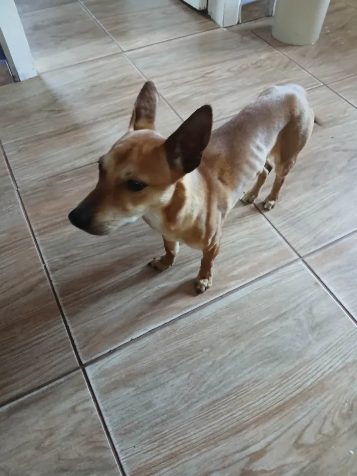 Cachorro ra a Pinscher idade 2 a 6 meses nome Princesa