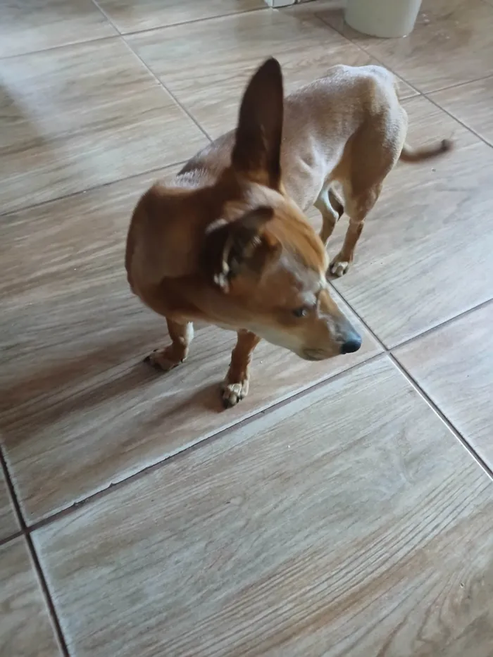 Cachorro ra a Pinscher idade 2 a 6 meses nome Princesa