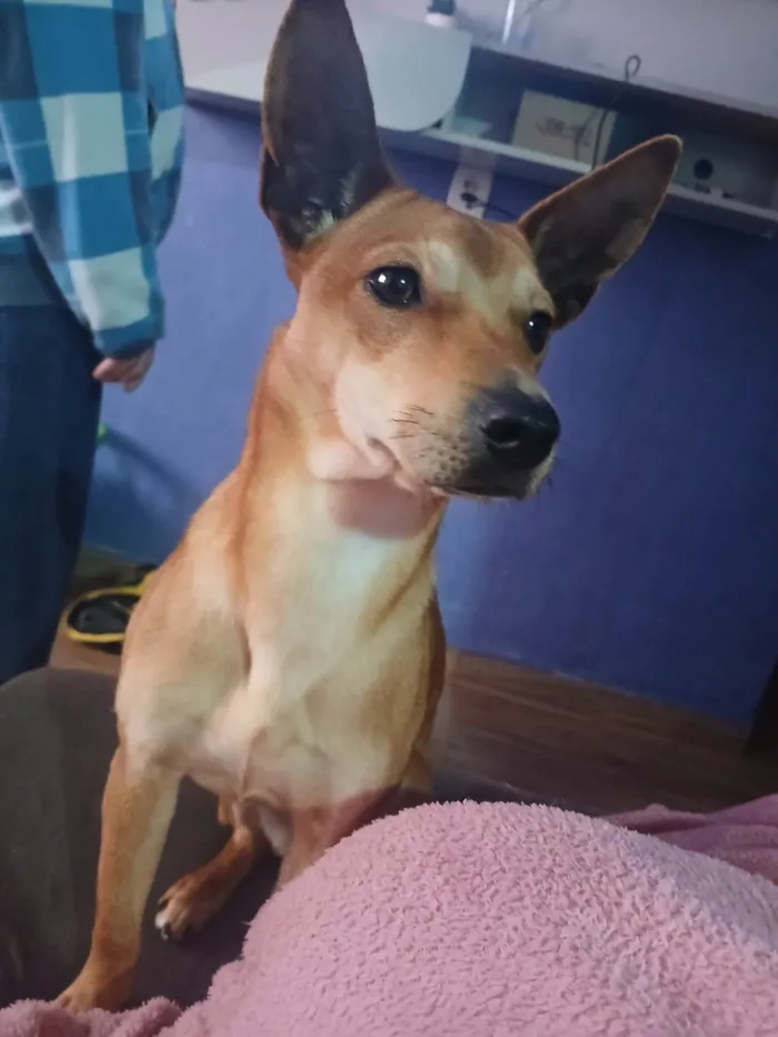 Cachorro ra a Pinscher idade 2 a 6 meses nome Princesa