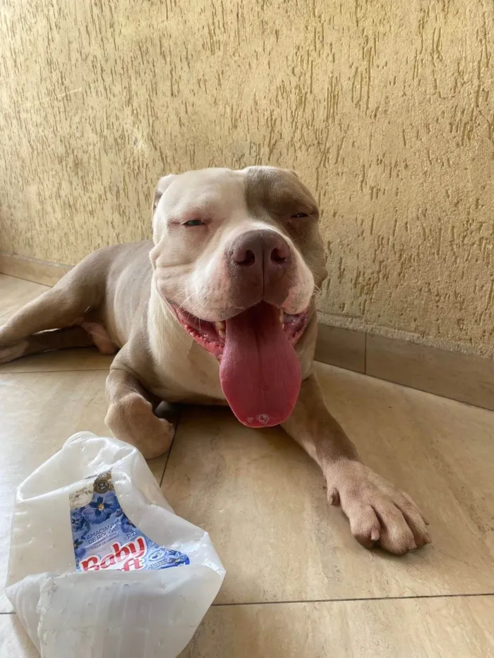 Cachorro ra a Pit-Bull idade 2 a 6 meses nome Aslam