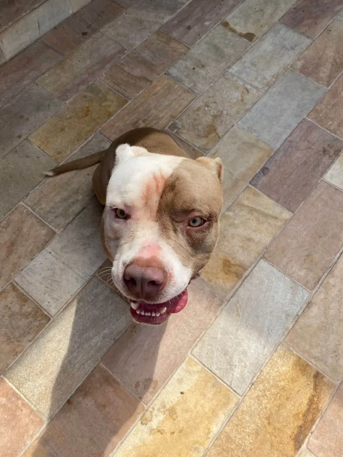 Cachorro ra a Pit-Bull idade 2 a 6 meses nome Aslam