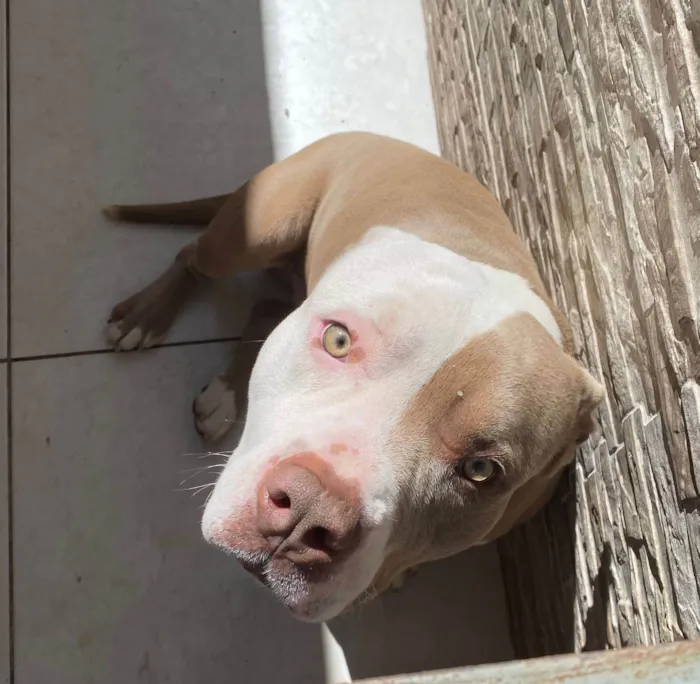 Cachorro ra a Pit-Bull idade 2 a 6 meses nome Aslam