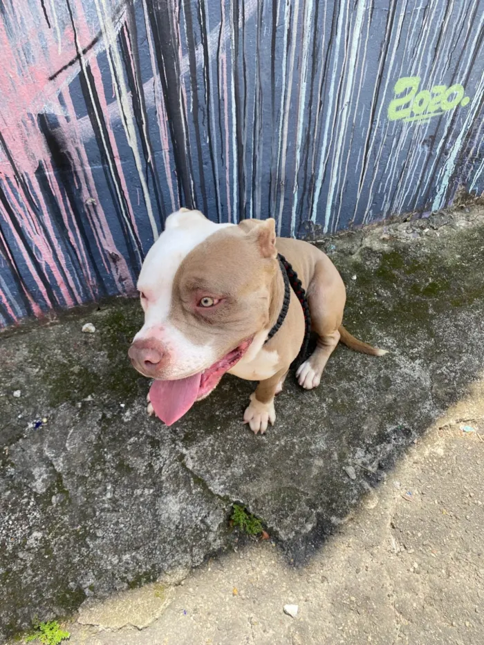 Cachorro ra a Pit-Bull idade 2 a 6 meses nome Aslam