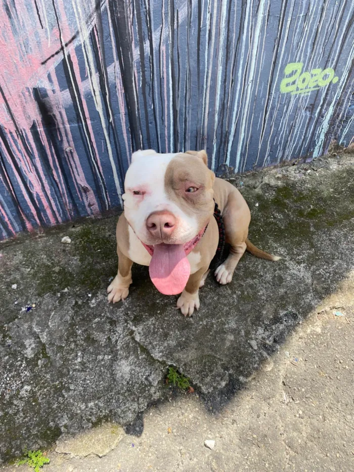 Cachorro ra a Pit-Bull idade 2 a 6 meses nome Aslam