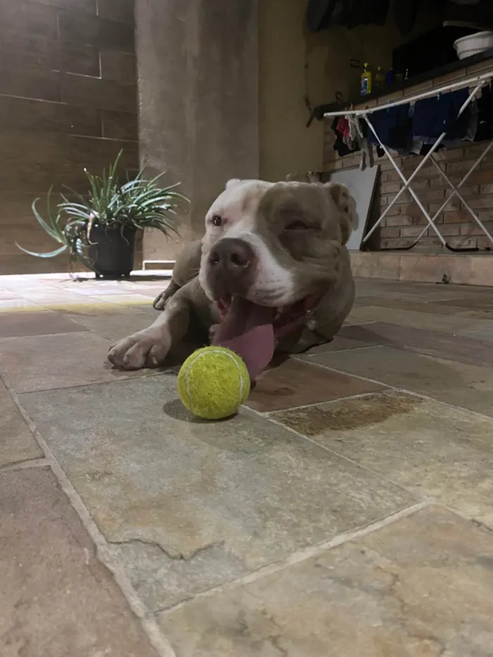 Cachorro ra a Pit-Bull idade 2 a 6 meses nome Aslam