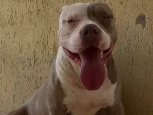 Cachorro raça Pit-Bull idade 2 a 6 meses nome Aslam