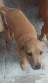 Cachorro raça Pit-Bull idade 2 a 6 meses nome sem nome