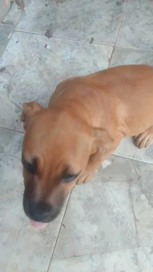 Cachorro raça Pit-Bull idade 2 a 6 meses nome sem nome