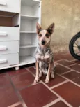 Simba