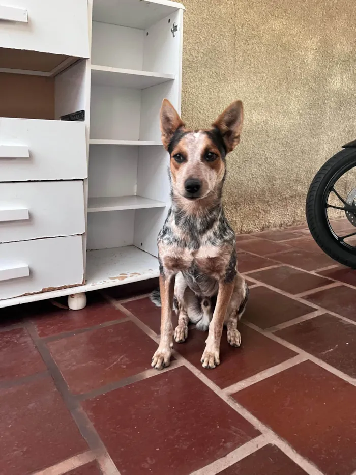 Cachorro ra a SRD-ViraLata idade 7 a 11 meses nome Simba