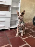 Simba