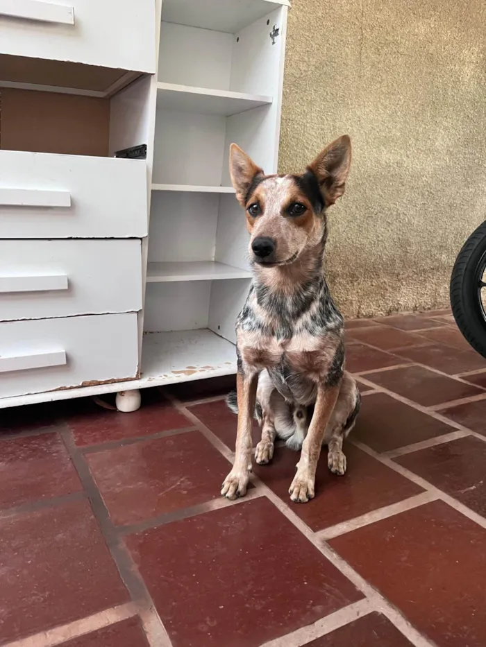 Cachorro ra a SRD-ViraLata idade 7 a 11 meses nome Simba