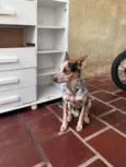 Simba