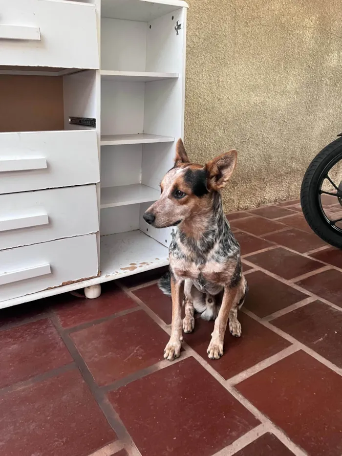 Cachorro ra a SRD-ViraLata idade 7 a 11 meses nome Simba
