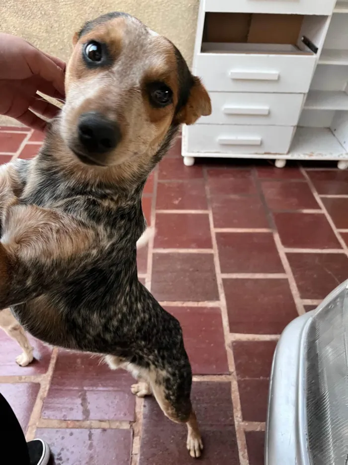 Cachorro ra a SRD-ViraLata idade 7 a 11 meses nome Simba