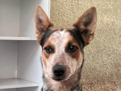 Cachorro raça SRD-ViraLata idade 7 a 11 meses nome Simba