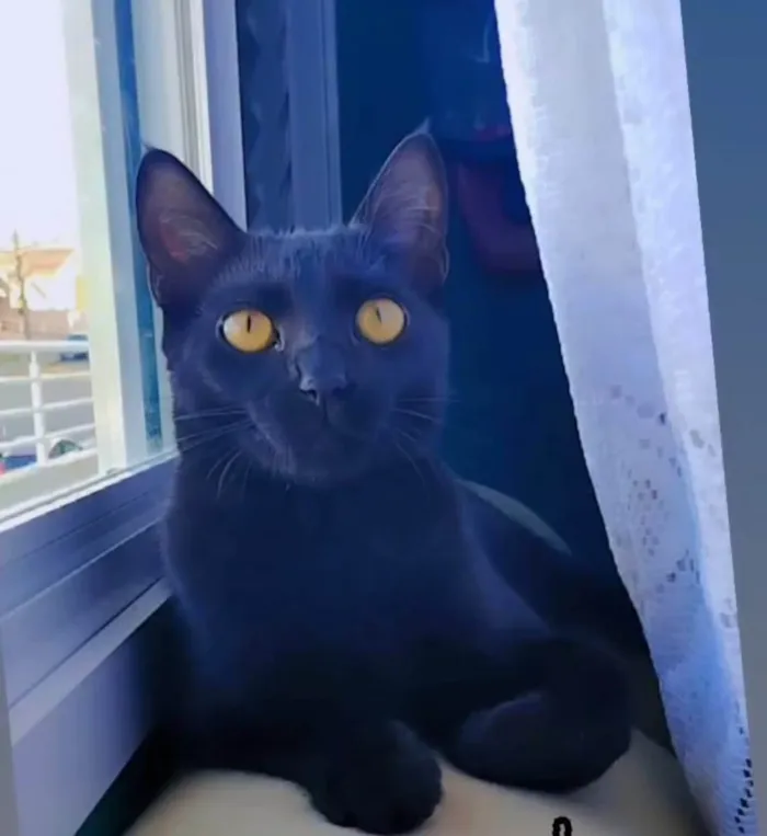 Gato ra a SRD-ViraLata idade 1 ano nome Bela