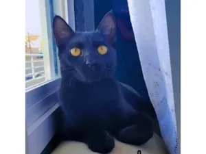 Gato raça SRD-ViraLata idade 1 ano nome Bela