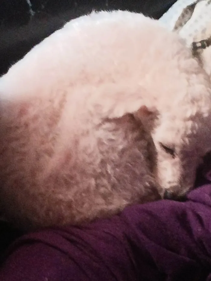 Cachorro ra a Poodle idade 6 ou mais anos nome Lua 
