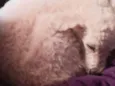 Lua 