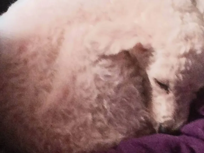 Cachorro ra a Poodle idade 6 ou mais anos nome Lua 