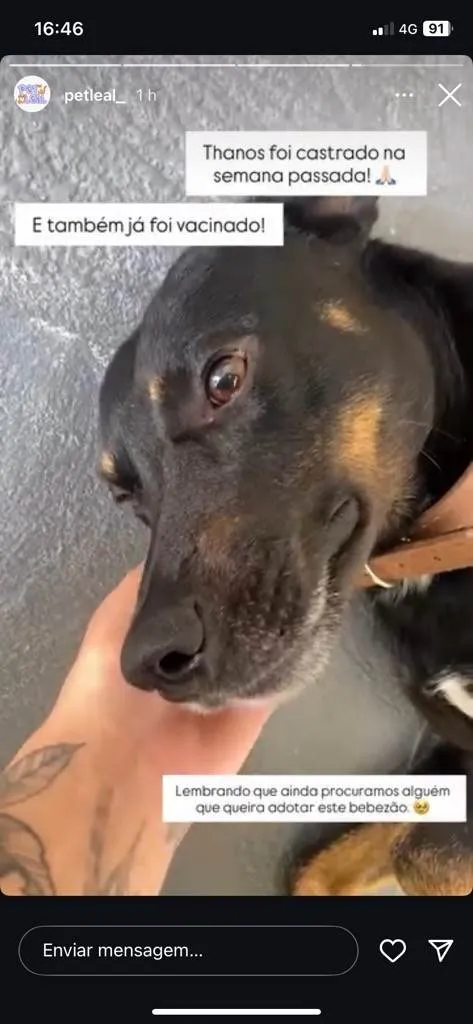Cachorro ra a SRD-ViraLata idade 1 ano nome Colocamos o nome de Thanos