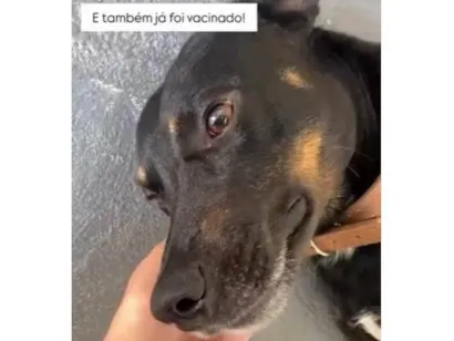 Cachorro raça SRD-ViraLata idade 1 ano nome Colocamos o nome de Thanos