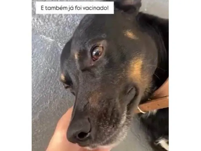 Cachorro ra a SRD-ViraLata idade 1 ano nome Colocamos o nome de Thanos