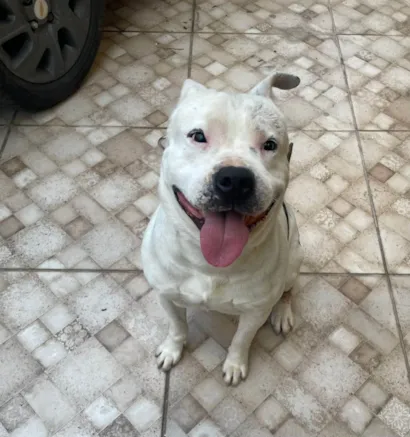Cachorro raça Pit-Bull idade 3 anos nome Dester