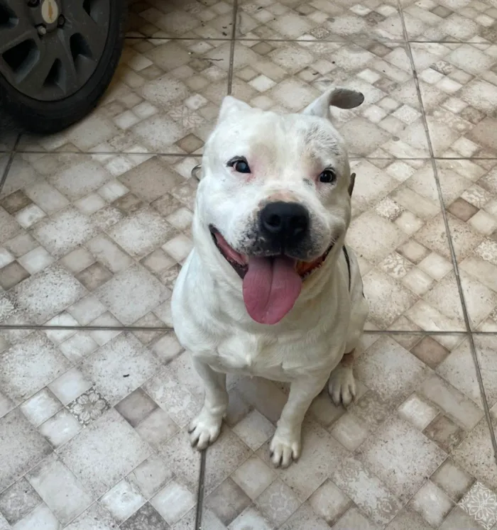 Cachorro ra a Pit-Bull idade 3 anos nome Dester