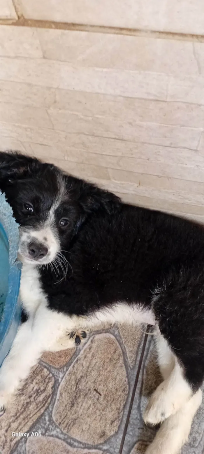 Cachorro ra a SRD-ViraLata idade Abaixo de 2 meses nome A escolher